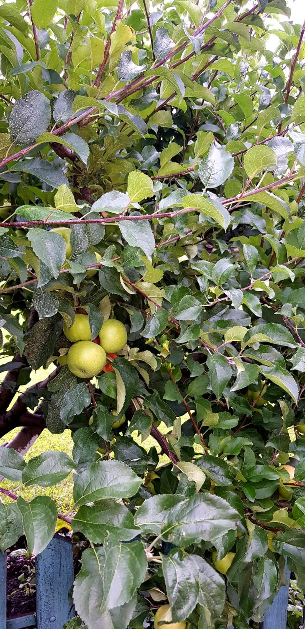 Cazare La Troita Otel Codlea Dış mekan fotoğraf